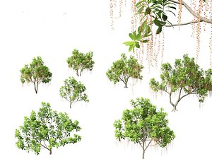 Barringtonia Acutangula - Freshwater Mangrove 3D model