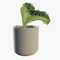 Mermaid Tail Succulent Potted Plant Crested Senecio Vitalis