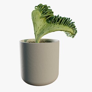 Mermaid Tail Succulent Potted Plant Crested Senecio Vitalis