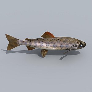 amago trout 3d model