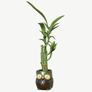 Owl Bamboo Plant