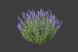 3D XfrogPlants Lavender - Lavandula Angustifolia model