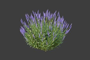 XfrogPlants Lavender - Lavandula Angustifolia