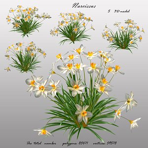 3D flowers narcissus