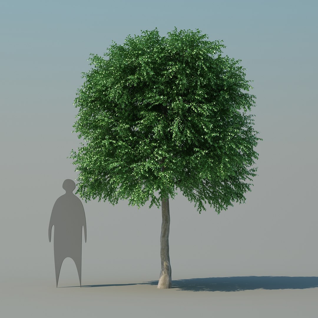 Obj 3 Plant Tree