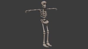 Human Skeleton 3D model