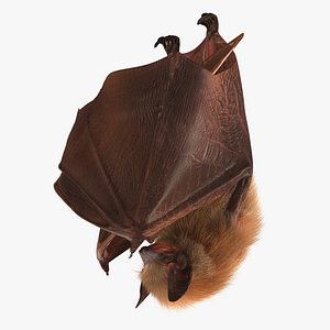 Hanging Bat with Fur 3D Model
