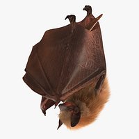 Hanging Bat with Fur 3D Model
