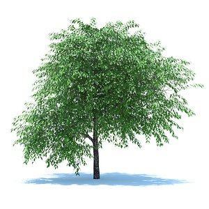 tree cherry blossomed 3d max