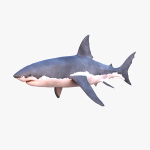 Great White Shark NO Rigged in Blender model - TurboSquid 2009438