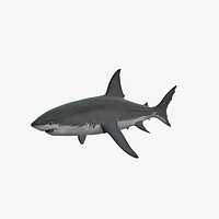 Great White Shark