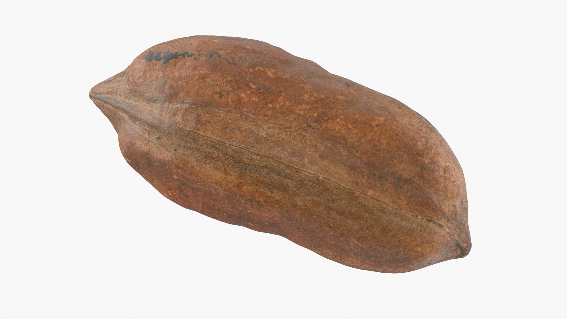 Pecan Shell 02 3D - TurboSquid 1977604