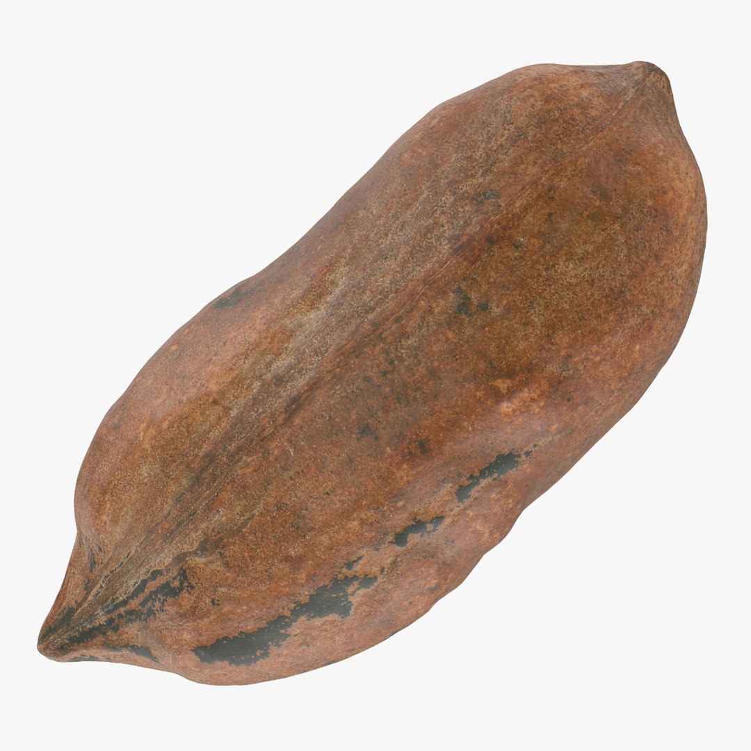Pecan Shell 02 3D - TurboSquid 1977604