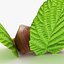 Hazelnut