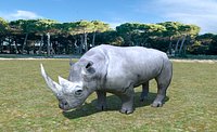 African Rhino