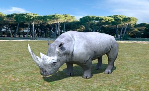 African Rhino
