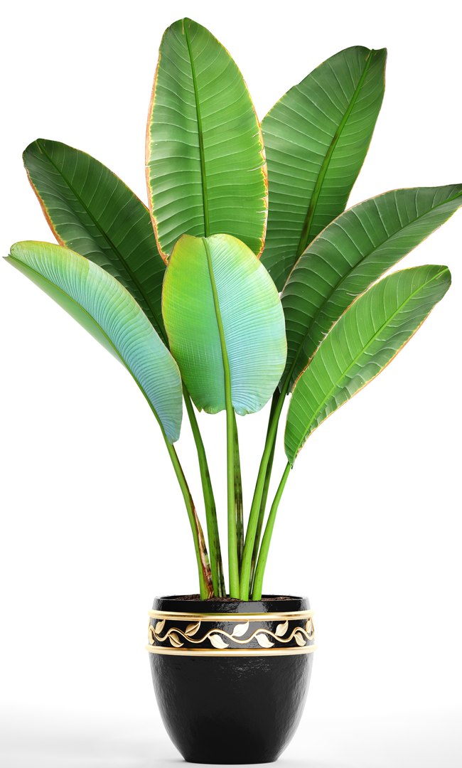 ravenala palm model https://p.turbosquid.com/ts-thumb/IE/kdYMfV/9oLPZ8xq/ravenalabush04/jpg/1505651523/1920x1080/fit_q87/a05e08267ce37468e08af84a30413ac885724505/ravenalabush04.jpg