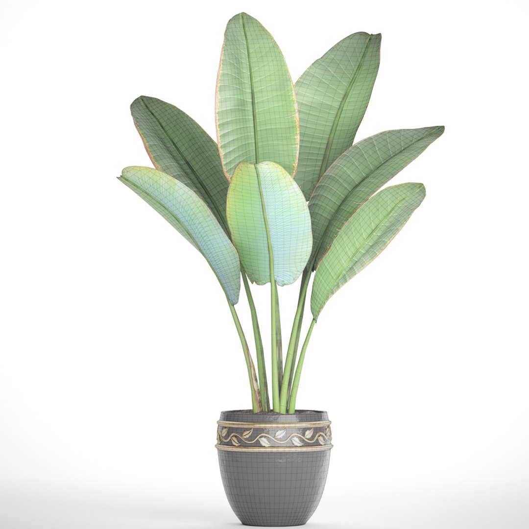 ravenala palm model https://p.turbosquid.com/ts-thumb/IE/kdYMfV/URhYypiX/ravenalabush08/jpg/1505651523/1920x1080/fit_q87/31a43e8f8d1ddb1e69eaec5d914f2aab17118730/ravenalabush08.jpg