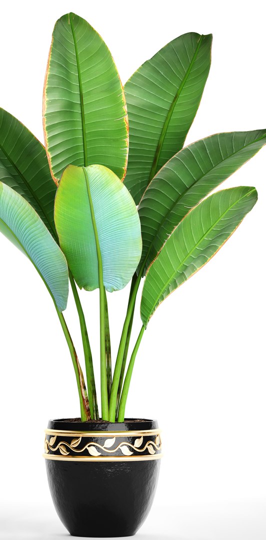 ravenala palm model https://p.turbosquid.com/ts-thumb/IE/kdYMfV/VcfUZ09s/ravenalabush03/jpg/1505651523/1920x1080/fit_q87/5b45a060252df1a6f3013b64c210b19197cac74a/ravenalabush03.jpg