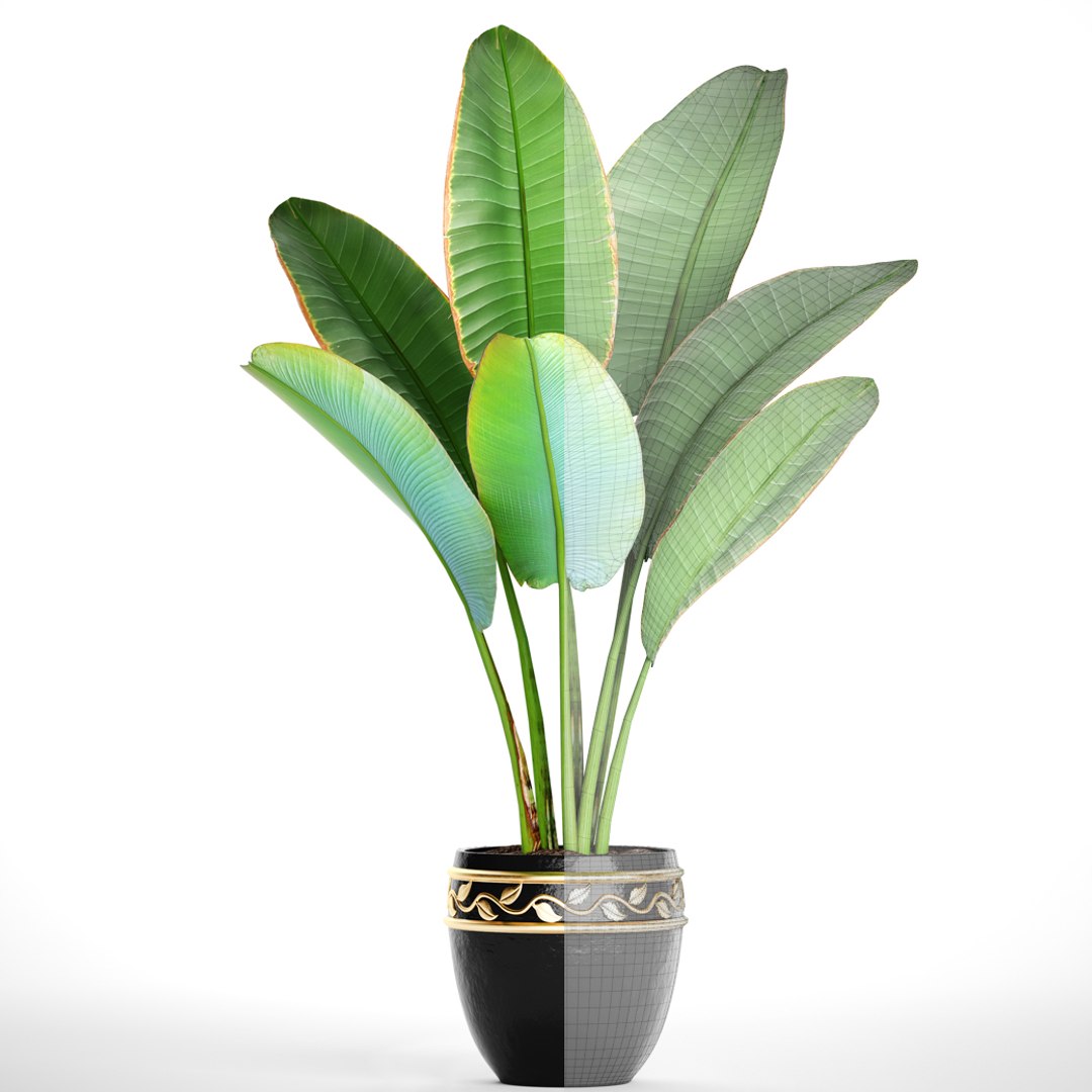 ravenala palm model https://p.turbosquid.com/ts-thumb/IE/kdYMfV/VrCK7X2b/ravenalabush07/jpg/1505651523/1920x1080/fit_q87/af62e1d81a61249f12b4449718b0b858947860ea/ravenalabush07.jpg