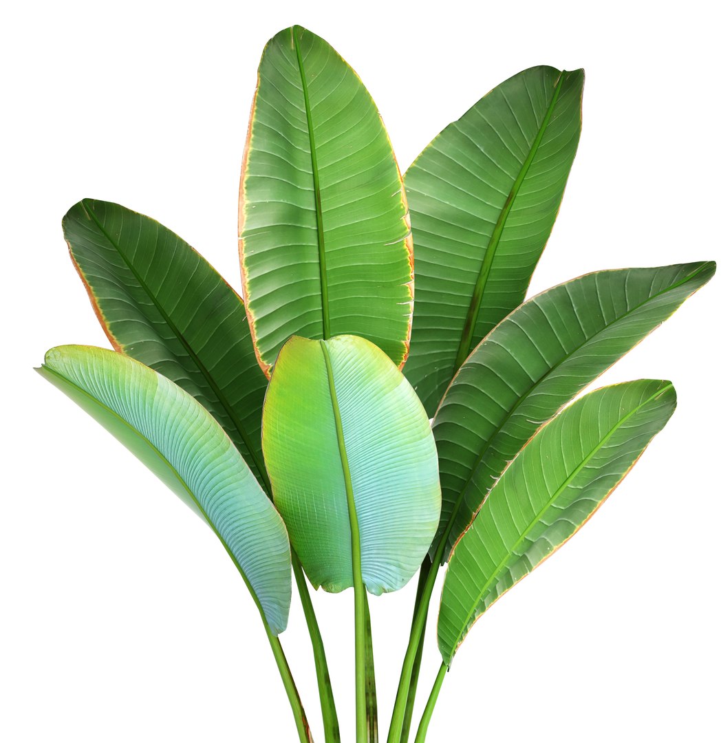ravenala palm model https://p.turbosquid.com/ts-thumb/IE/kdYMfV/jrNmcTvl/ravenalabush05/jpg/1505651523/1920x1080/fit_q87/5fb75f9e80028ee20ff207ba486d66f60844fedb/ravenalabush05.jpg