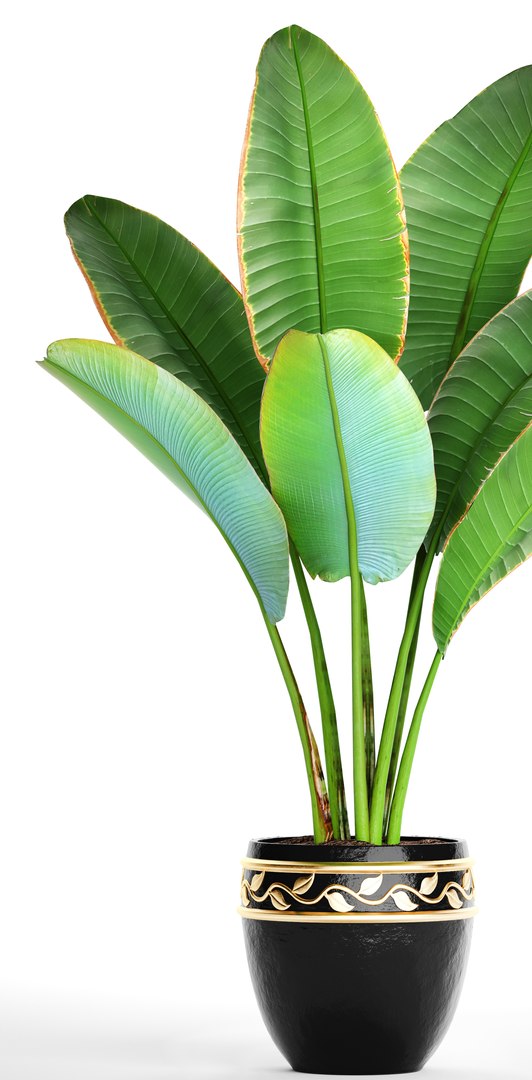 ravenala palm model https://p.turbosquid.com/ts-thumb/IE/kdYMfV/kWFPdXwh/ravenalabush02/jpg/1505651523/1920x1080/fit_q87/653d13d040cc545d7e51e32afe5f87583a935729/ravenalabush02.jpg