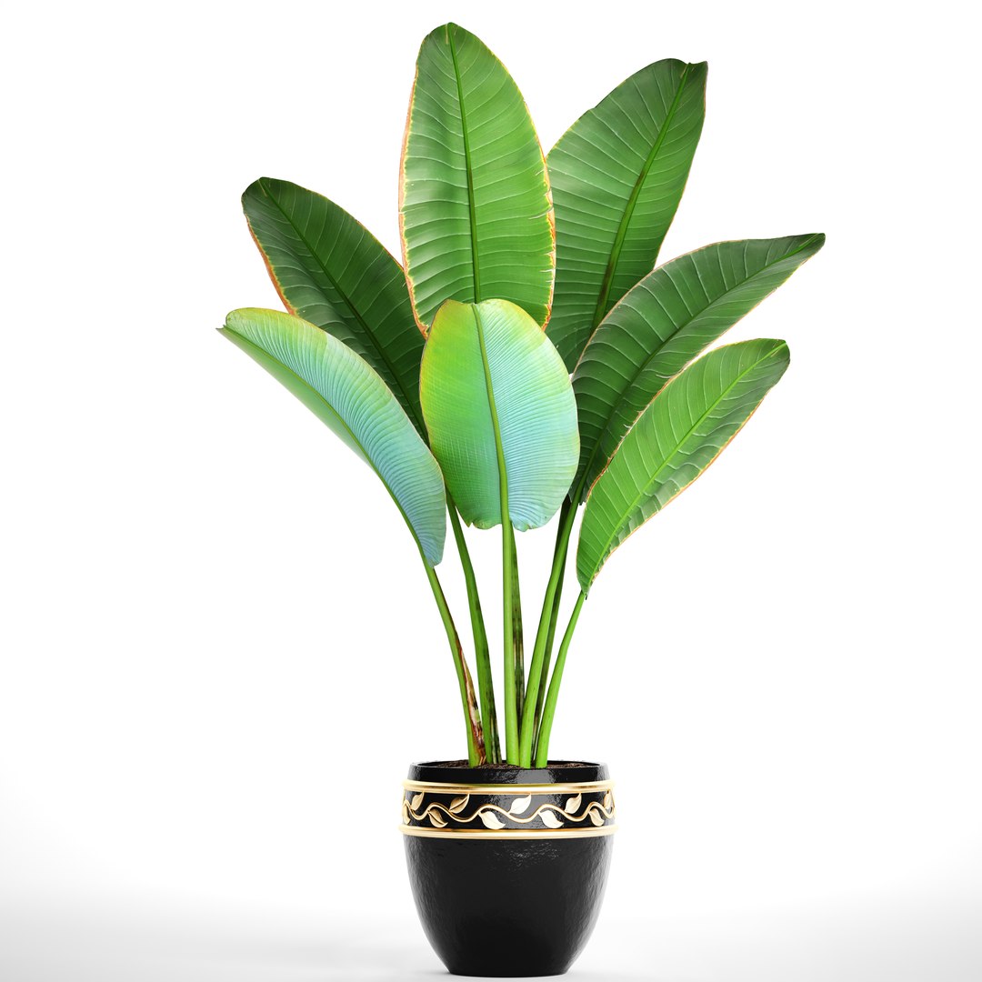 ravenala palm model https://p.turbosquid.com/ts-thumb/IE/kdYMfV/kif1xhG7/ravenalabush01/jpg/1505651523/1920x1080/fit_q87/8286bb6ad9047b510eec95508e4018ae1938c320/ravenalabush01.jpg