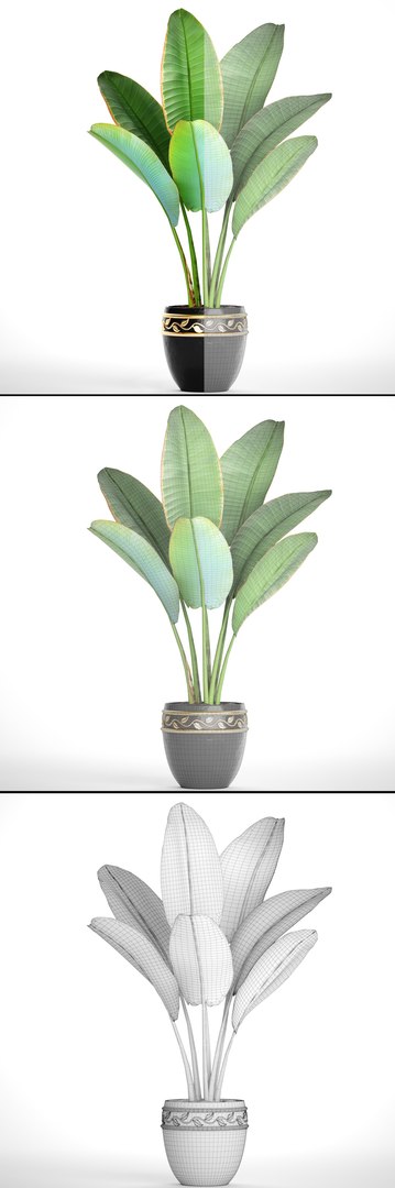 ravenala palm model https://p.turbosquid.com/ts-thumb/IE/kdYMfV/sWNiJgQR/ravenalabush10/jpg/1505651523/1920x1080/fit_q87/55b23bfdadc773e1d67de36077efff54648a8336/ravenalabush10.jpg