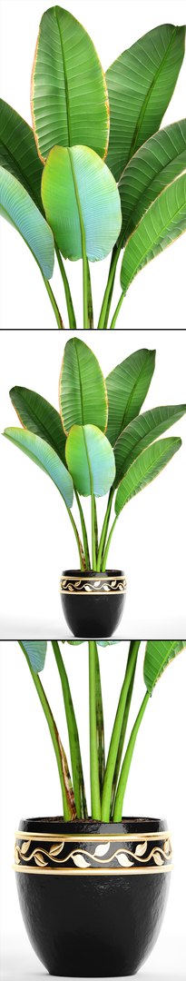 ravenala palm model https://p.turbosquid.com/ts-thumb/IE/kdYMfV/yPvU6wO9/ravenalabush11/jpg/1505651523/1920x1080/fit_q87/f9ca8ae008e34042285ddb5b4819705032c38870/ravenalabush11.jpg