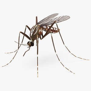 mosquito 3d model