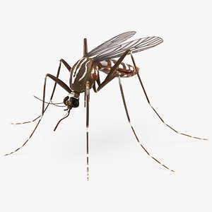 Mosquito