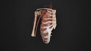 Human Anatomy-cardiovascular System-Arterial system of shoulder 3D