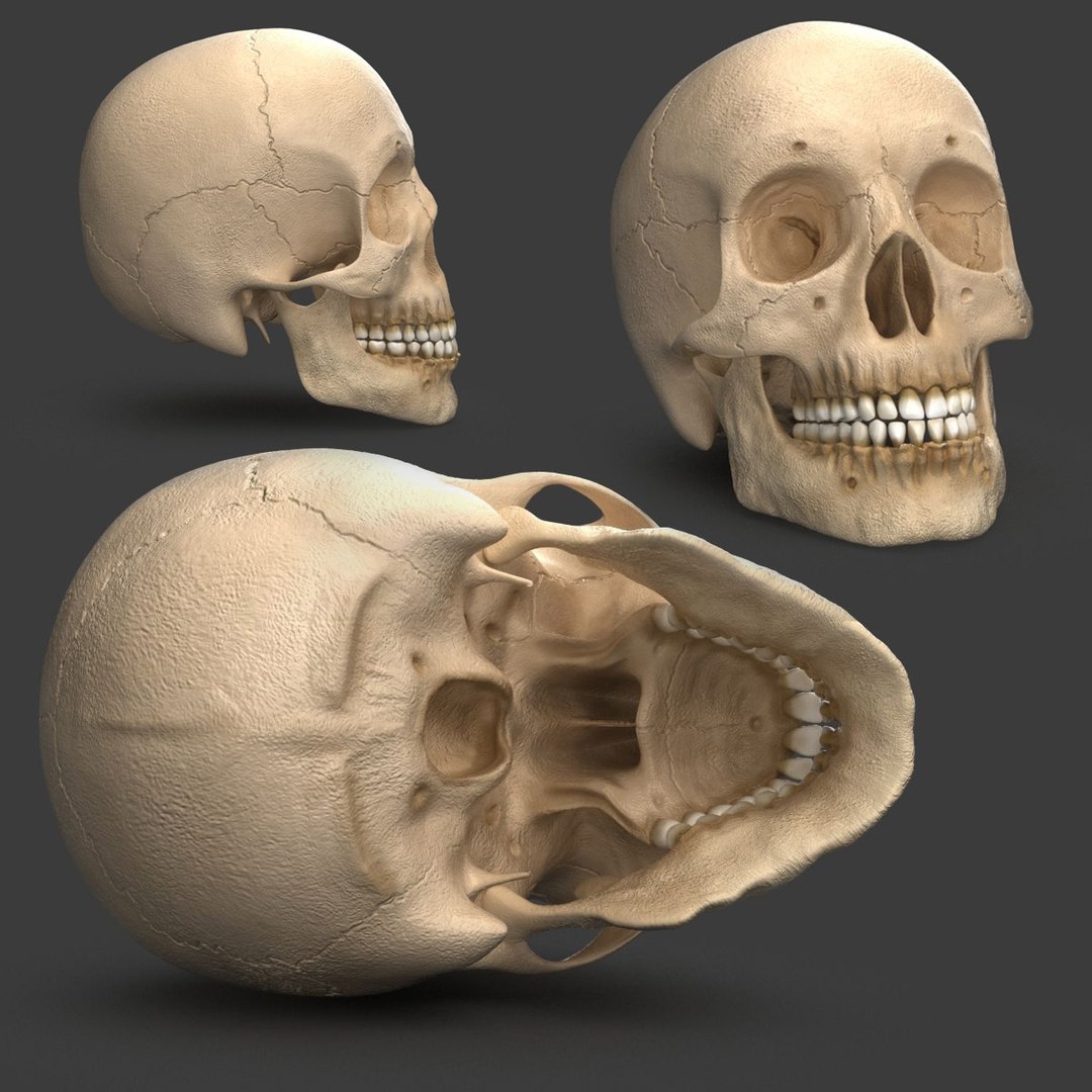 z012_humanskull1.jpg