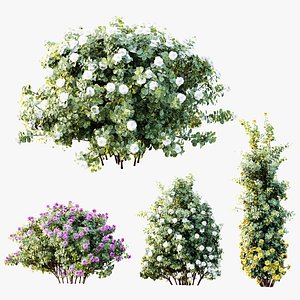 AV Plants Climbing Roses Bush