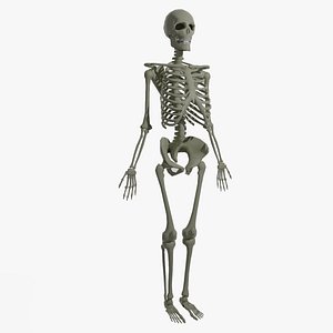 Skeleton 3D model