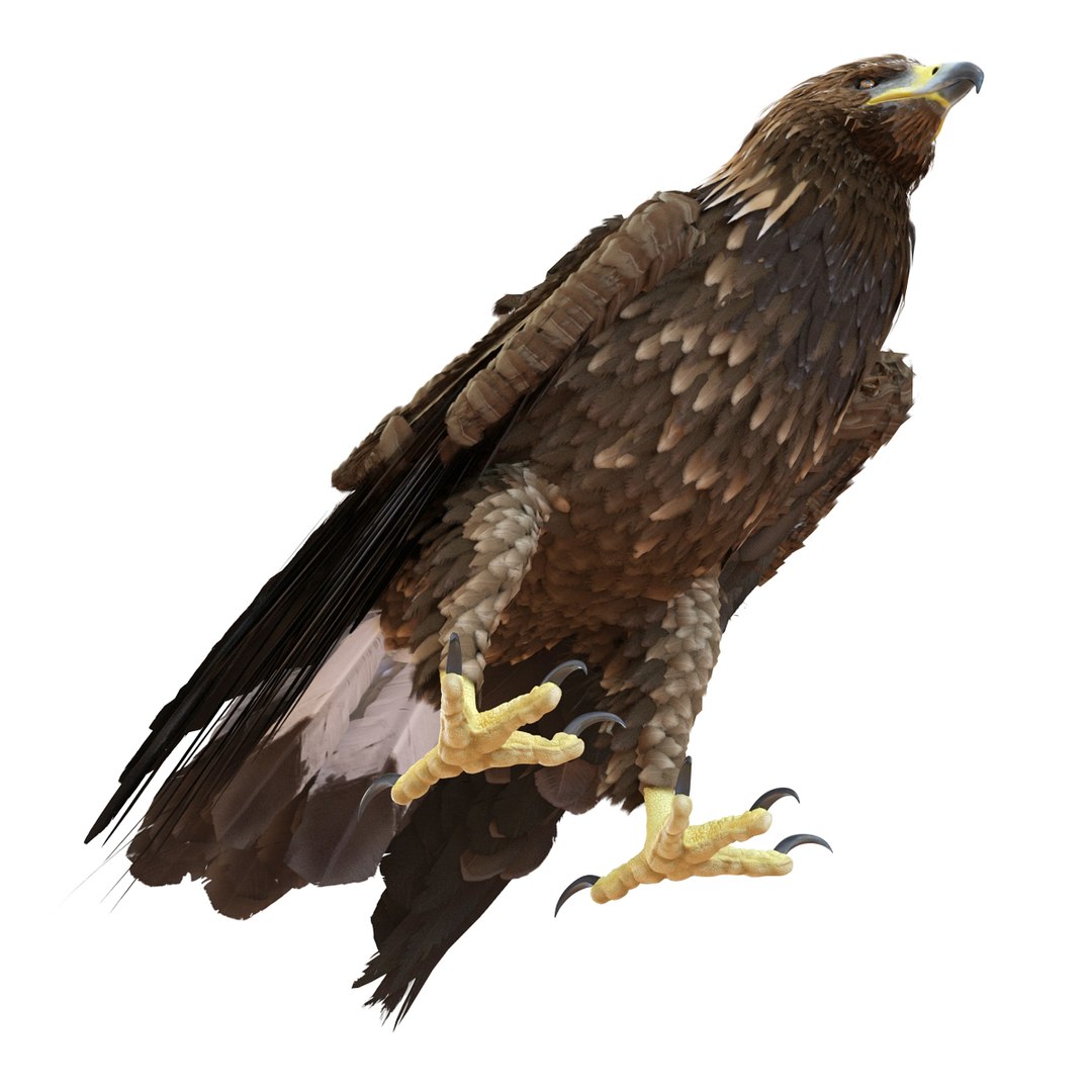 Golden Eagle Pose 5 3d Model