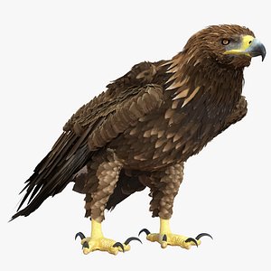 golden eagle pose 5 3d model
