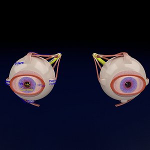 Eyes 3D Models for Download | TurboSquid