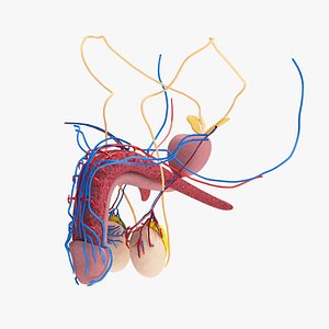 Male reproductive system 3D