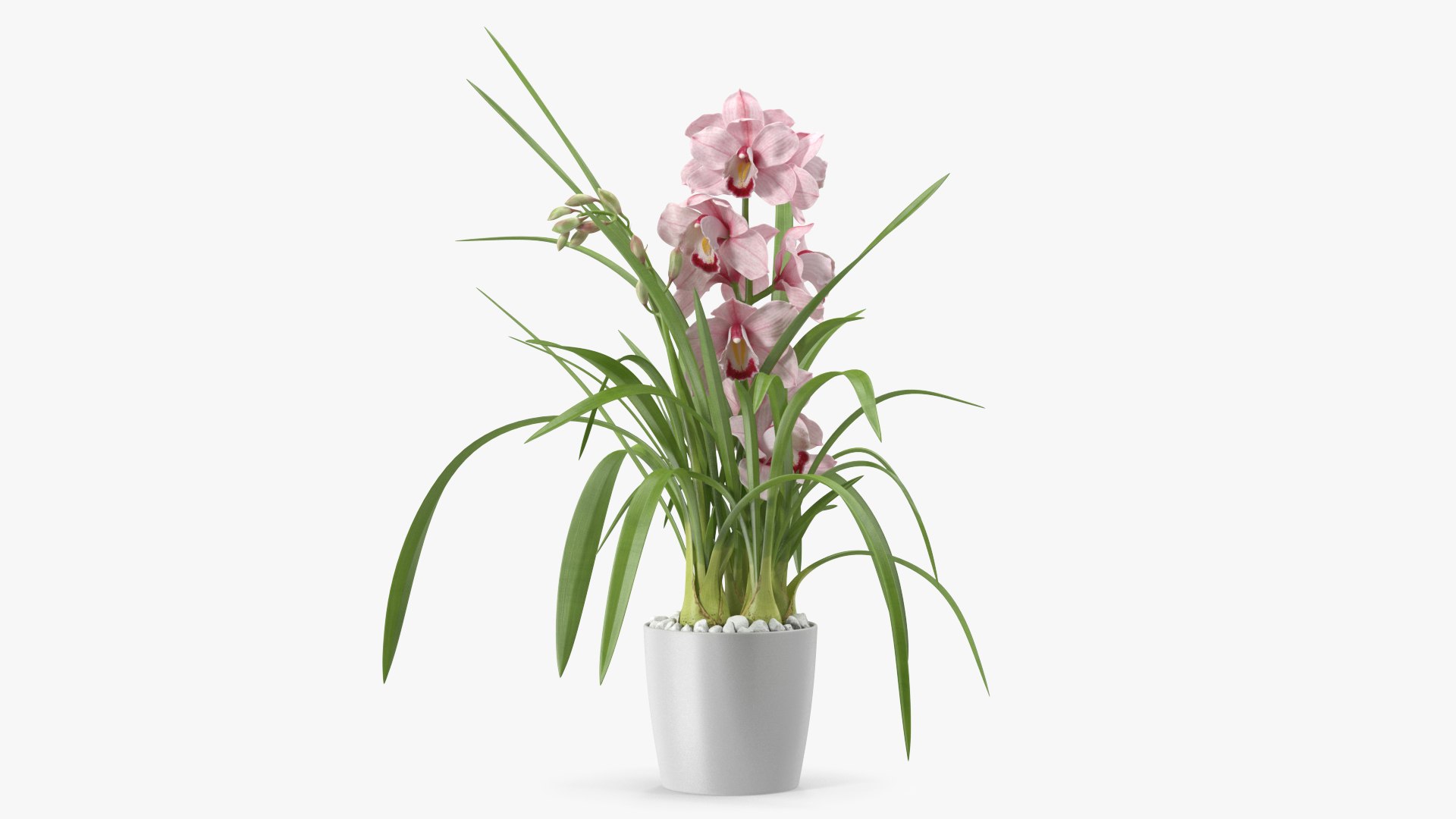 3D Orchid Pot Flower Pink Fur https://p.turbosquid.com/ts-thumb/IF/mhkCYd/4h/orchidpotflowerpinkfurmb3dmodel007/jpg/1640607094/1920x1080/fit_q87/af5d301e3006f6b9ae449301c432ce1685ec2b51/orchidpotflowerpinkfurmb3dmodel007.jpg