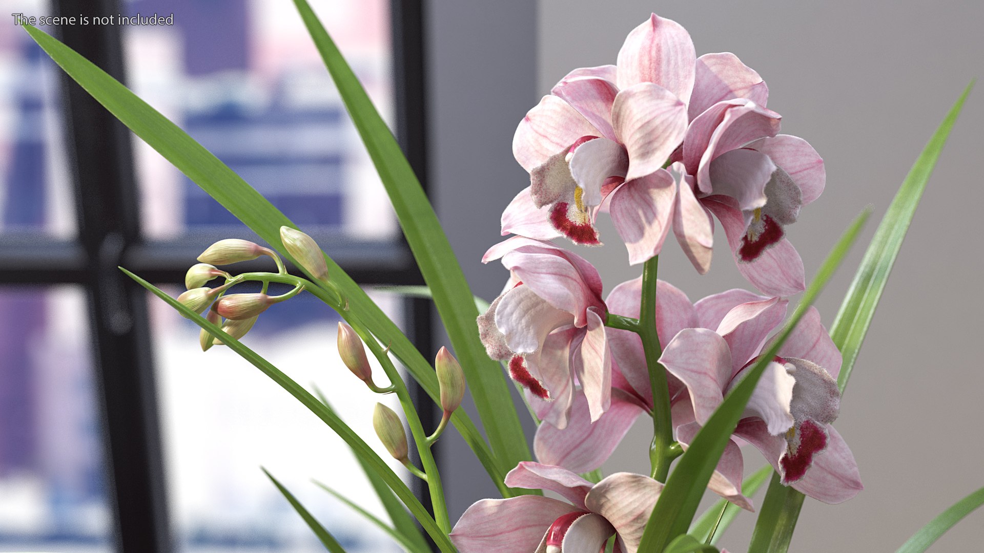3D Orchid Pot Flower Pink Fur https://p.turbosquid.com/ts-thumb/IF/mhkCYd/6t/orchidpotflowerpinkfurmb3dmodel004/jpg/1640607085/1920x1080/fit_q87/3611e6537ad9fc2f90dcb7868aec4b6f502b153b/orchidpotflowerpinkfurmb3dmodel004.jpg
