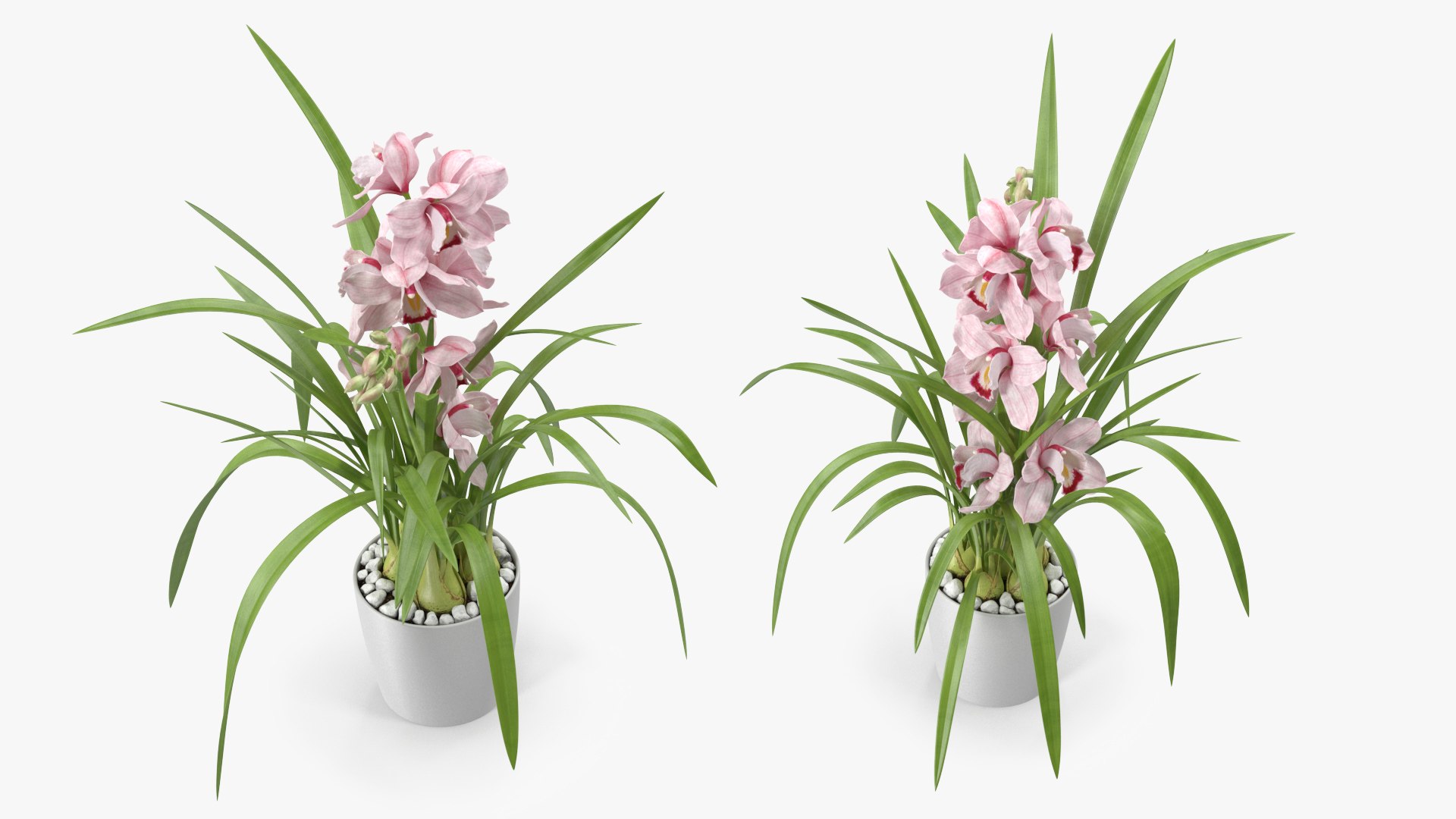 3D Orchid Pot Flower Pink Fur https://p.turbosquid.com/ts-thumb/IF/mhkCYd/7C/orchidpotflowerpinkfurmb3dmodel009/jpg/1640607099/1920x1080/fit_q87/e5176f3358816e07fc5879a042ed60847259f275/orchidpotflowerpinkfurmb3dmodel009.jpg
