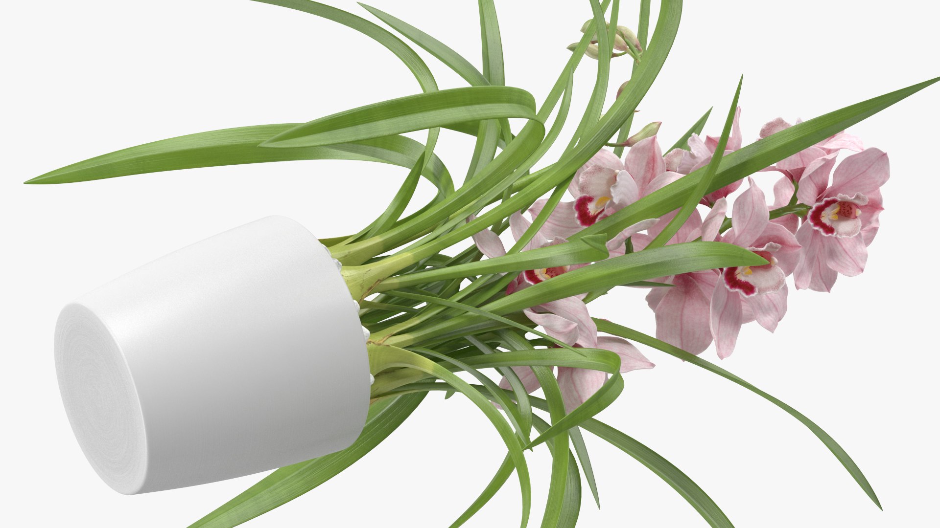 3D Orchid Pot Flower Pink Fur https://p.turbosquid.com/ts-thumb/IF/mhkCYd/CY/orchidpotflowerpinkfurmb3dmodel019/jpg/1640607131/1920x1080/fit_q87/59d69e2a2253ea3ed766be14ba84339c08368712/orchidpotflowerpinkfurmb3dmodel019.jpg