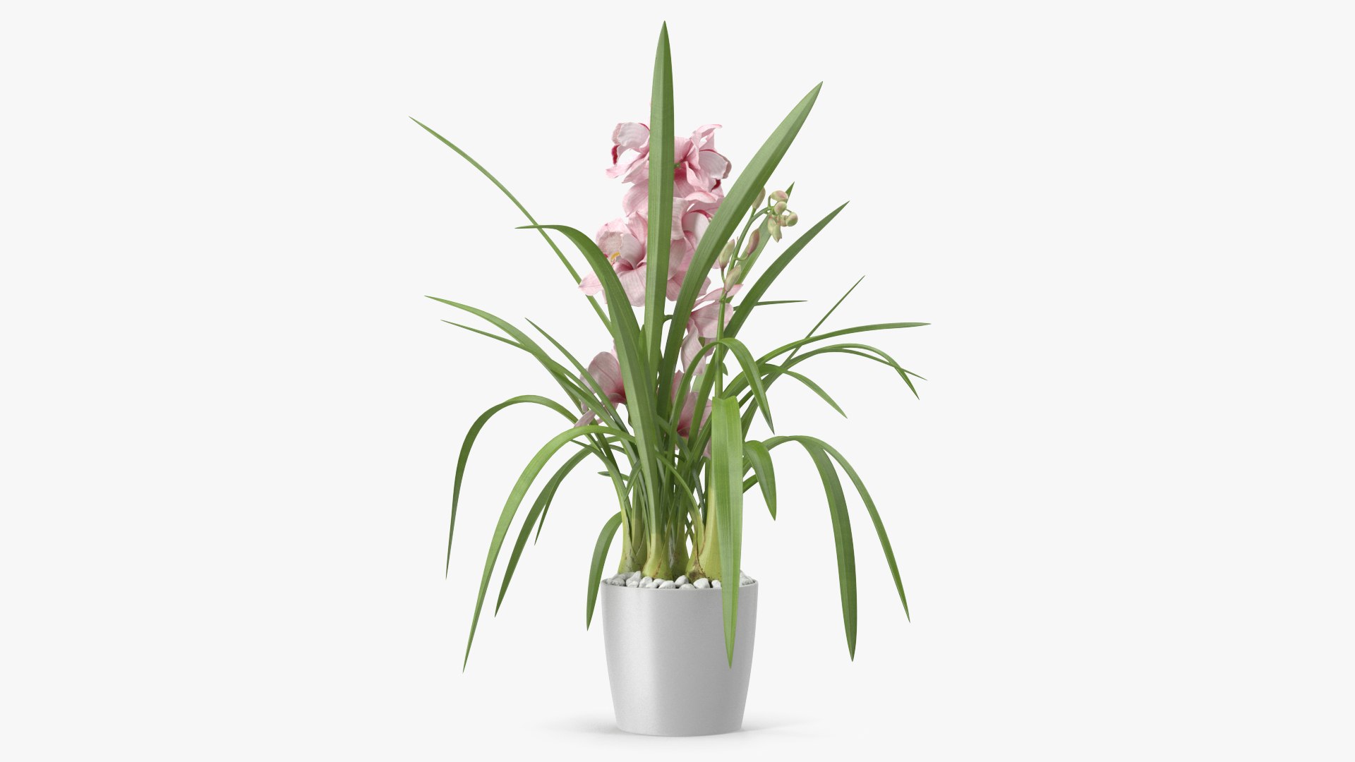 3D Orchid Pot Flower Pink Fur https://p.turbosquid.com/ts-thumb/IF/mhkCYd/Gd/orchidpotflowerpinkfurmb3dmodel006/jpg/1640607091/1920x1080/fit_q87/4f021dcbadaad65710064abce686fc4ecde99173/orchidpotflowerpinkfurmb3dmodel006.jpg