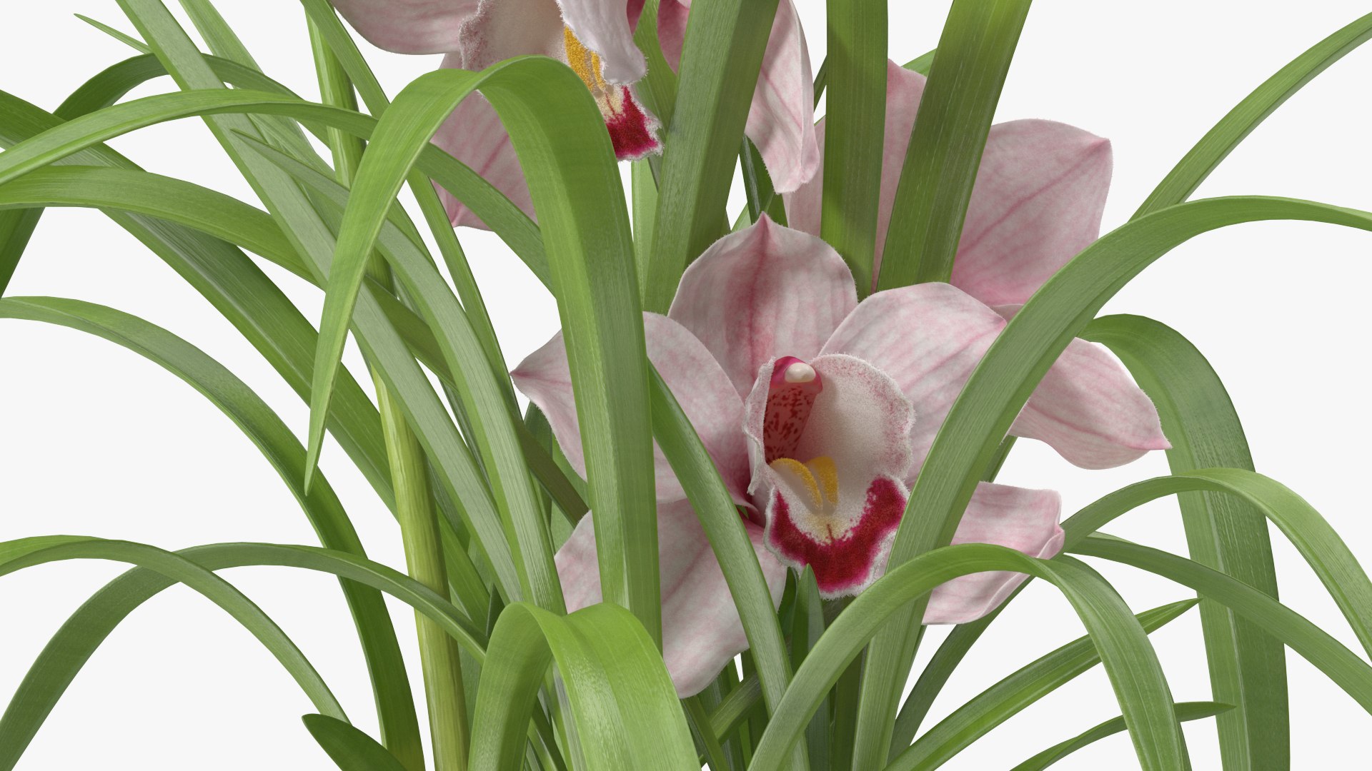 3D Orchid Pot Flower Pink Fur https://p.turbosquid.com/ts-thumb/IF/mhkCYd/NK/orchidpotflowerpinkfurmb3dmodel016/jpg/1640607122/1920x1080/fit_q87/ce61eec9b8aa70b686ef2a2b45d517ad79c9f00e/orchidpotflowerpinkfurmb3dmodel016.jpg