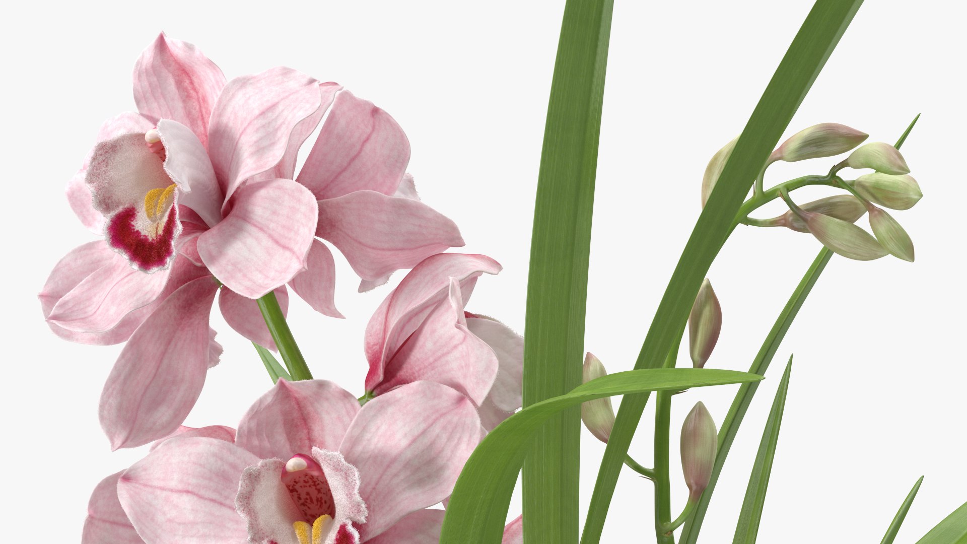 3D Orchid Pot Flower Pink Fur https://p.turbosquid.com/ts-thumb/IF/mhkCYd/PZ/orchidpotflowerpinkfurmb3dmodel018/jpg/1640607128/1920x1080/fit_q87/9759317845d7efd181b3730d79e96cb322334f13/orchidpotflowerpinkfurmb3dmodel018.jpg