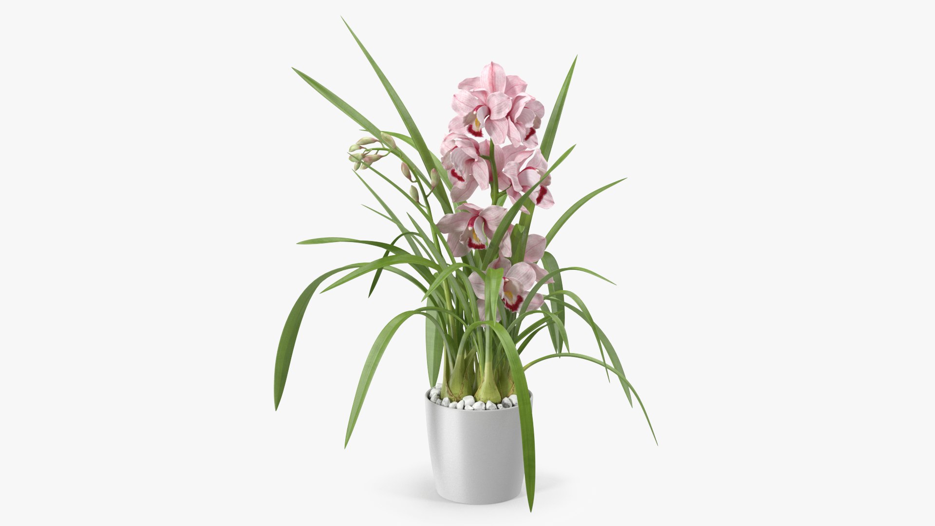 Orchid Pot Flower Pink Fur 3D model preview