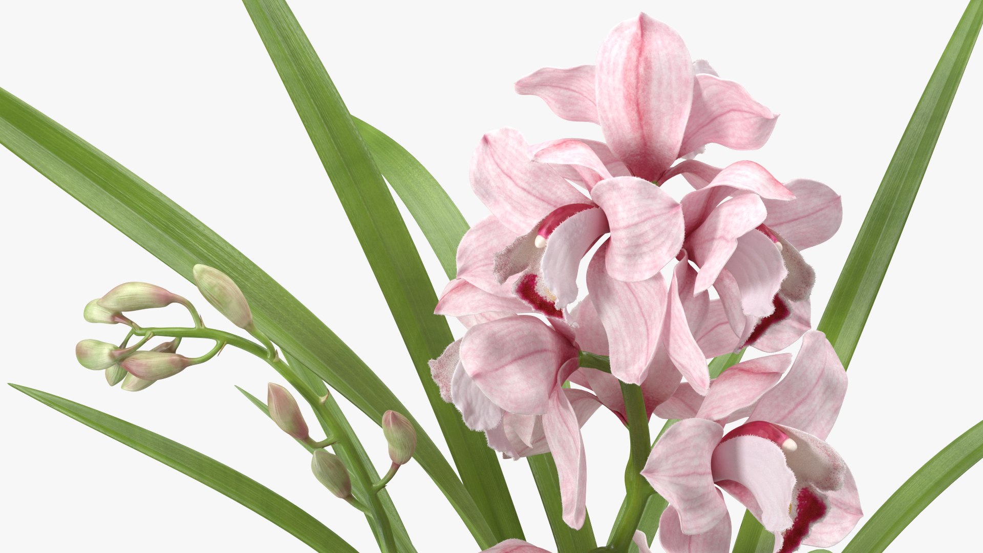 3D Orchid Pot Flower Pink Fur https://p.turbosquid.com/ts-thumb/IF/mhkCYd/jx/orchidpotflowerpinkfurmb3dmodel013/jpg/1640607113/1920x1080/fit_q87/ee24f3a948bf893eec2e1103f5b2606cbb1f8017/orchidpotflowerpinkfurmb3dmodel013.jpg