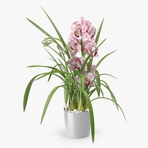 3D Orchid Pot Flower Pink Fur