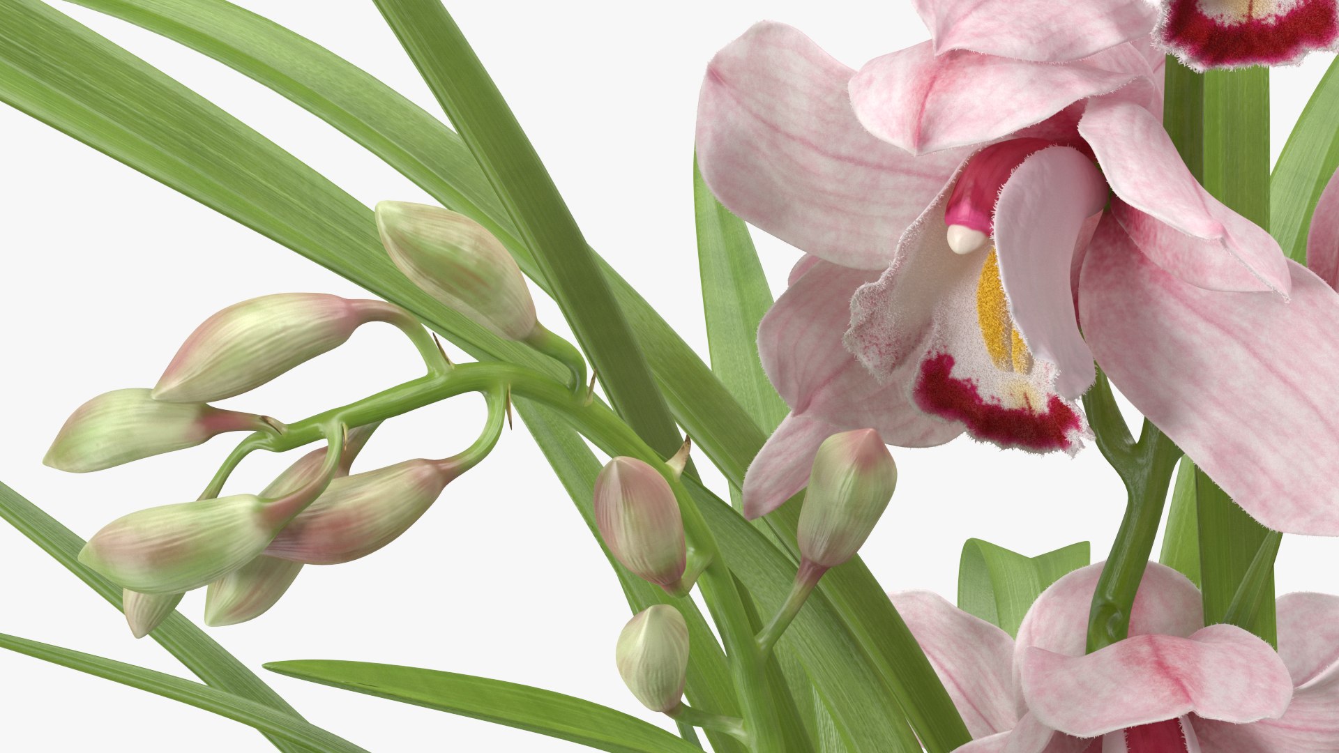 3D Orchid Pot Flower Pink Fur https://p.turbosquid.com/ts-thumb/IF/mhkCYd/l7/orchidpotflowerpinkfurmb3dmodel015/jpg/1640607119/1920x1080/fit_q87/777ea8b848b1cfcd43a36909cc283982622dd090/orchidpotflowerpinkfurmb3dmodel015.jpg